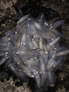 マメイカの釣果