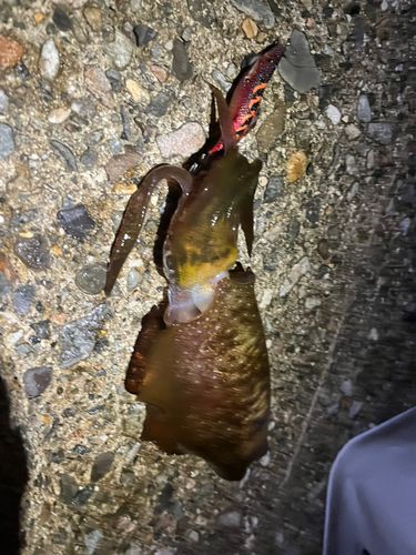 アオリイカの釣果