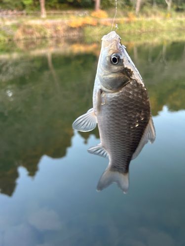 フナの釣果