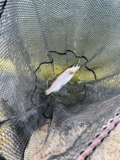 ニジマスの釣果