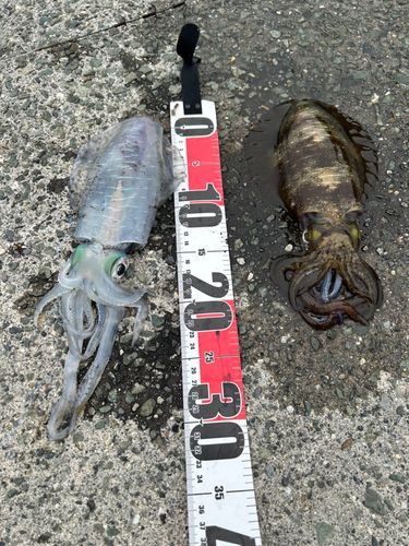 アオリイカの釣果