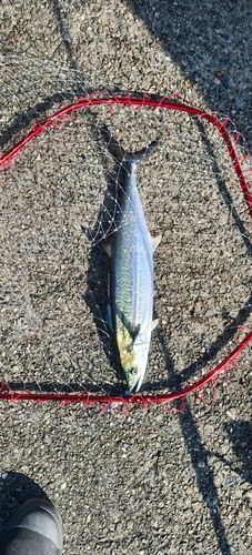 南港魚つり公園