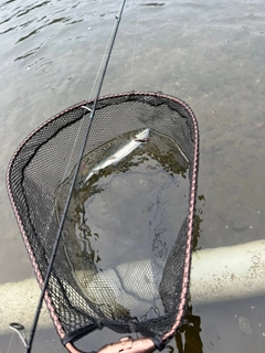 ニジマスの釣果