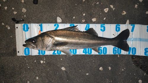 東京湾(アクアライン以北)