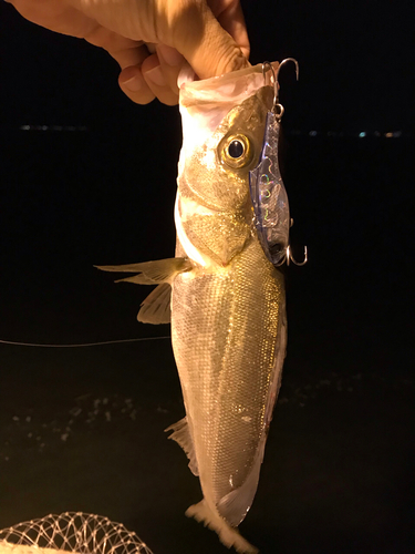 セイゴ（マルスズキ）の釣果