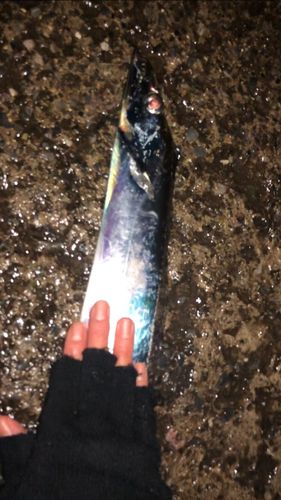 タチウオの釣果