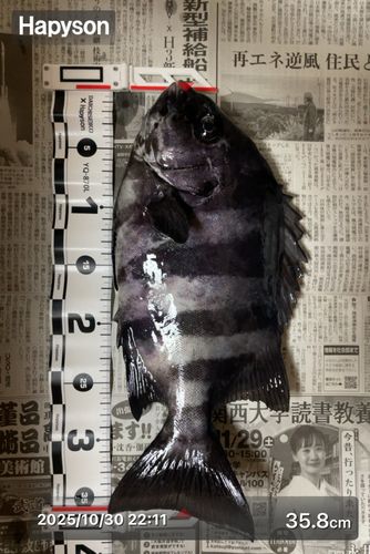 イシダイの釣果