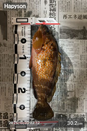 キジハタの釣果