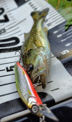 ブラックバスの釣果