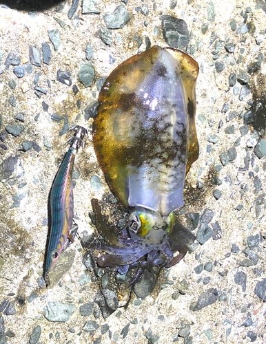 アオリイカの釣果
