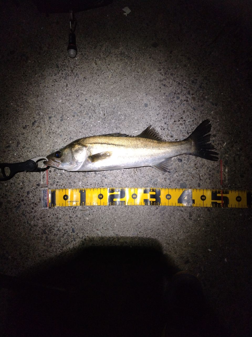 フッコ（マルスズキ）