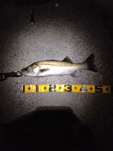 フッコ(マルスズキ)の釣果