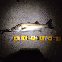 フッコ(マルスズキ)