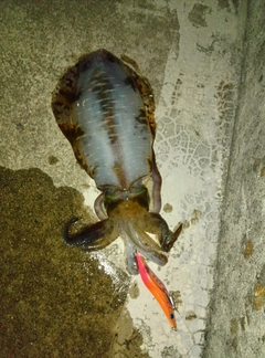 アオリイカの釣果