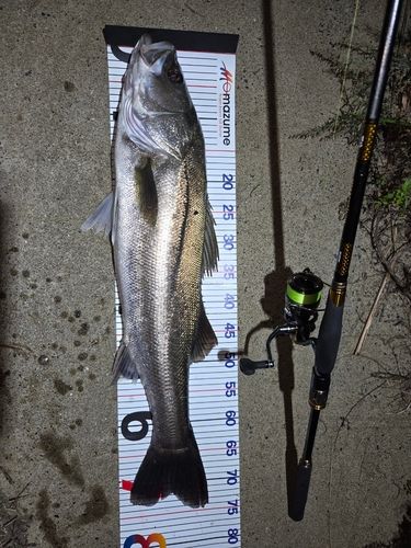 シーバスの釣果