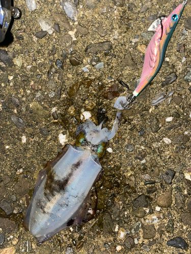 アオリイカの釣果