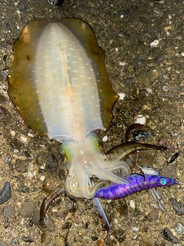 アオリイカの釣果