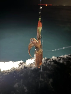 マメイカの釣果