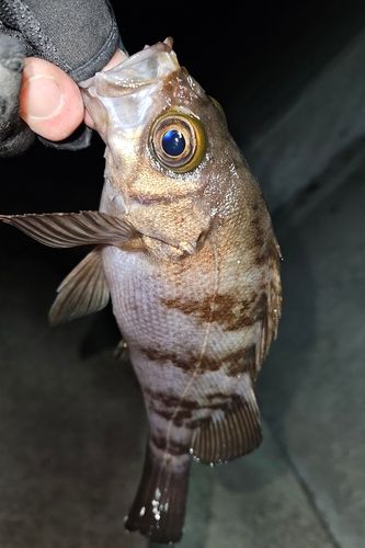 三陸海岸（宮城）