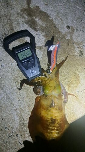 アオリイカの釣果