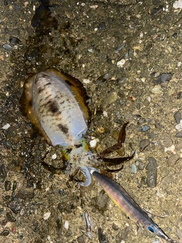 アオリイカの釣果