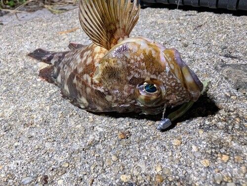 カサゴの釣果
