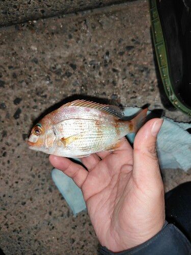 チャリコの釣果