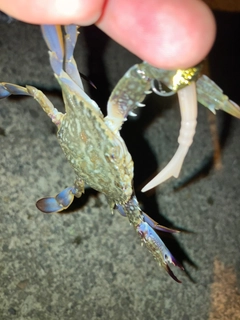 ワタリガニの釣果