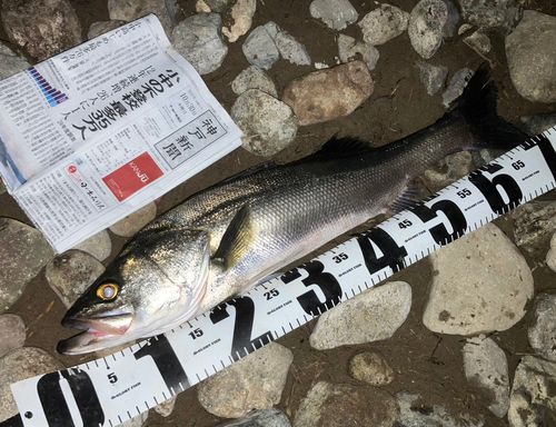 セイゴ(マルスズキ)の釣果