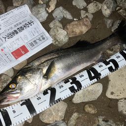 セイゴ(マルスズキ)