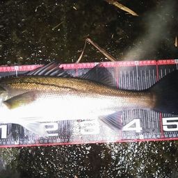 セイゴ(マルスズキ)