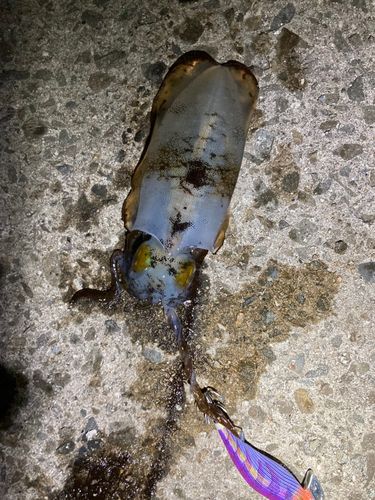 アオリイカの釣果