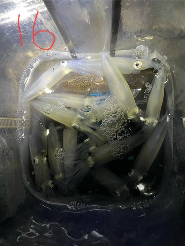 マメイカの釣果