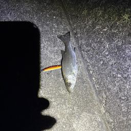 セイゴ（ヒラスズキ）