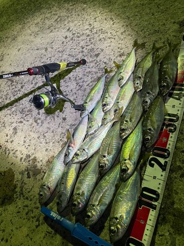 アジの釣果