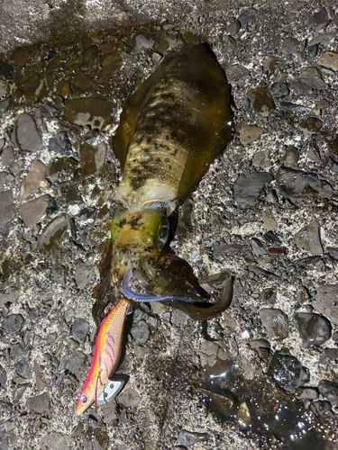 アオリイカの釣果