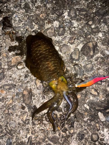 アオリイカの釣果