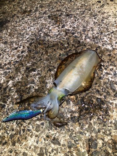 アオリイカの釣果