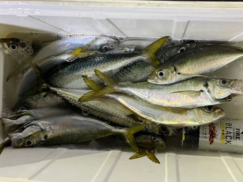 フィッシングパーク光