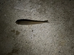 シロギスの釣果