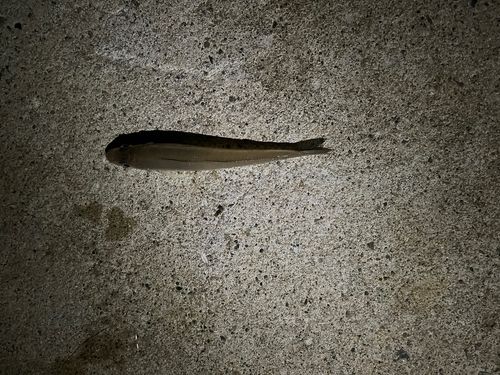 シロギスの釣果