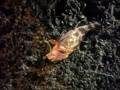 イソカサゴの釣果