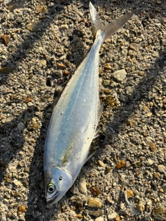 イケカツオの釣果