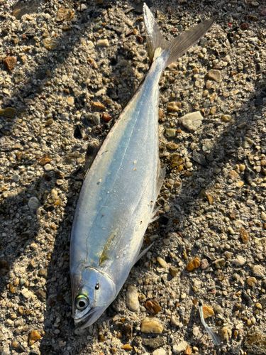 新舞子マリンパーク