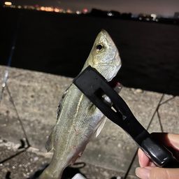 セイゴ(マルスズキ)