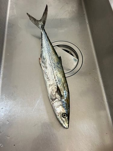 サゴシの釣果