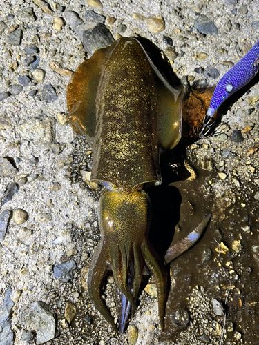 アオリイカの釣果