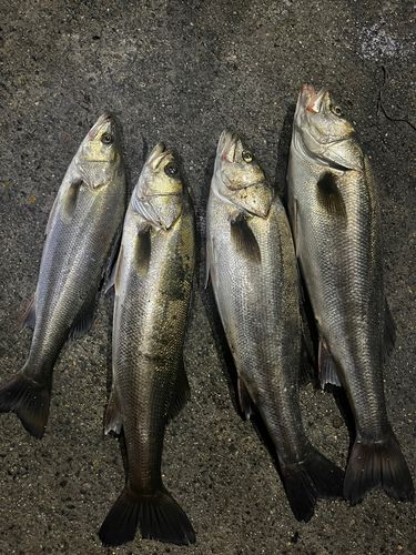 スズキの釣果
