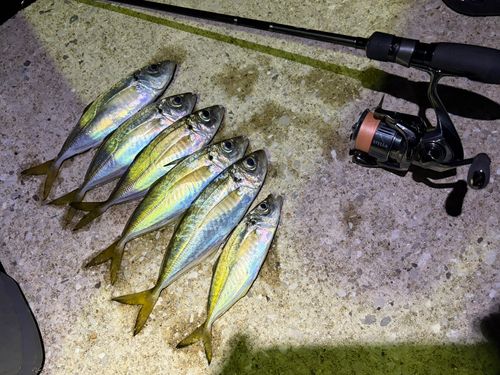アジの釣果