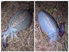 シリヤケイカの釣果